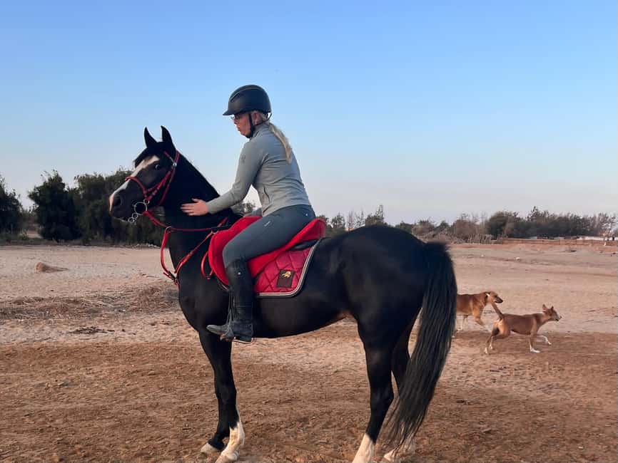 image n.2 of Hurghada: Desert and Beach Horse Riding Adventure activity in Hurghada, uploaded by supplier
