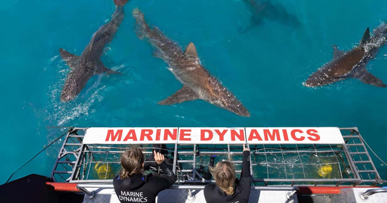 image n.1 of Cape Town: Gansbaai Eco-Friendly Shark Cage Diving Cruise activity in Cape Town, uploaded by supplier