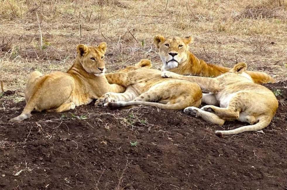 image n.23 of Tsavo East and Tsavo West Sanctuary Safari activity in Coast Province, uploaded by supplier