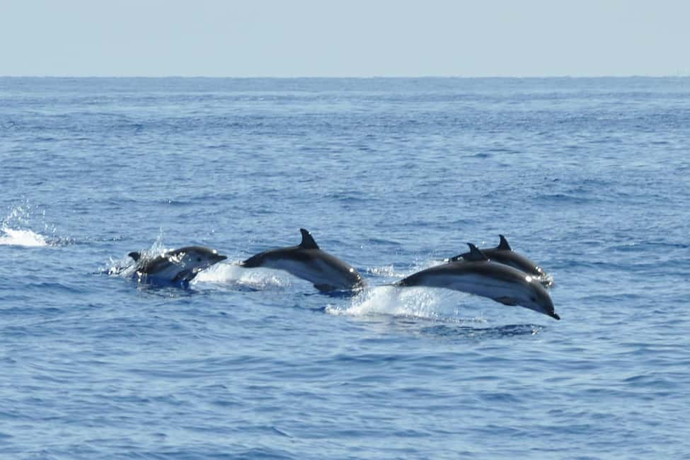 image n.17 of Da Tropea: Day Trip with Vulcano Lipari Stromboli activity in Lipari, uploaded by supplier
