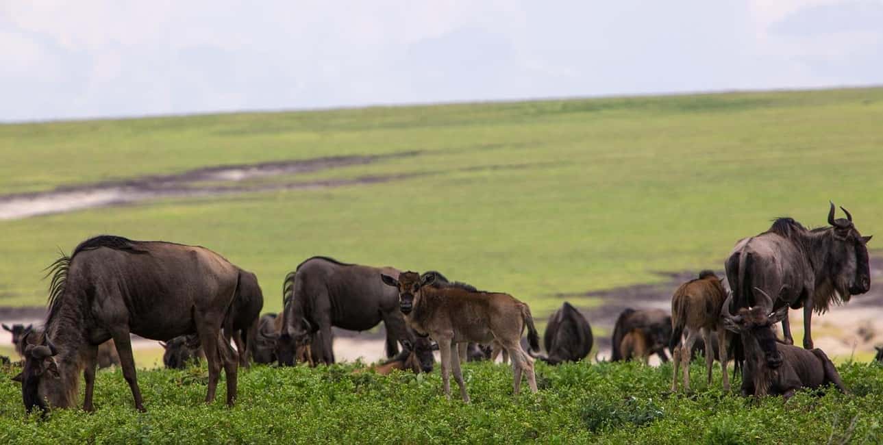 Image N°18 de Arusha : Safari en camping de plusieurs jours au Serengeti et au Ngorongoro activité à Région d'Arusha, publiée par le prestataire