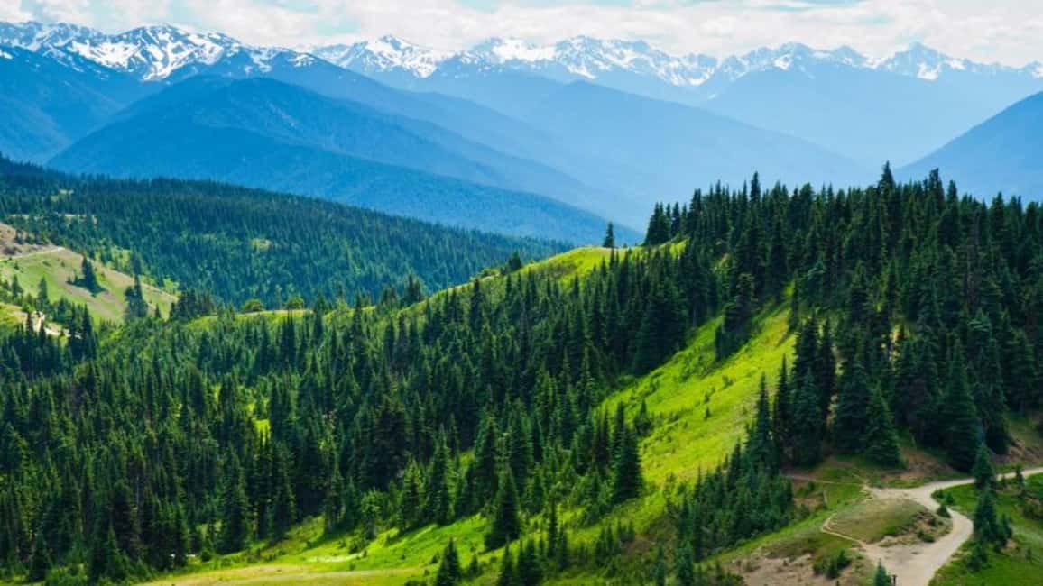 image n.1 of Seattle: Olympic National Park Full-Day Tour & Scenic Ferry activity in Port Angeles, uploaded by supplier