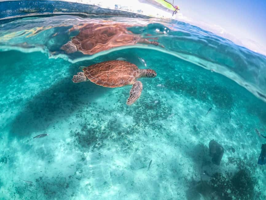 afbeelding n.5 van Playa del Carmen/Tulum: Akumal Beach met snorkelen met schildpadden activiteit in Akumal, geüpload door aanbieder