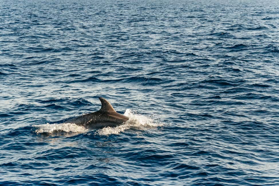bild nr.9 av Port d'Alcudia: Soluppgång till havs och båttur med delfinskådning aktivitet i Port d'Alcúdia, uppladdad av arrangören