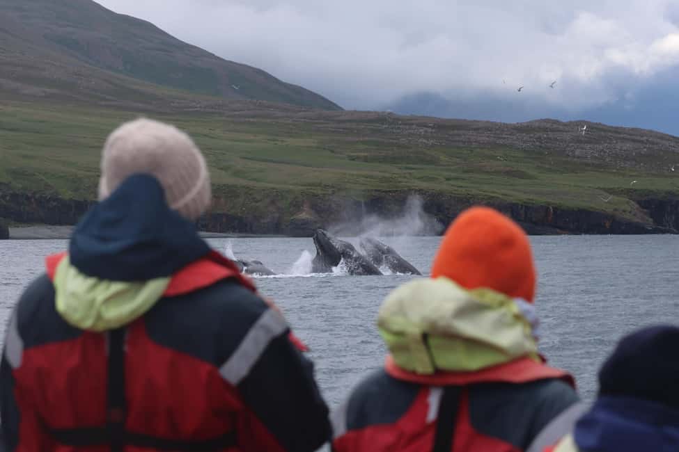 bild nr.6 av Dalvík: Valskådning med motorbåt aktivitet i Norðurland eystra (Nordöstra regionen), uppladdad av arrangören