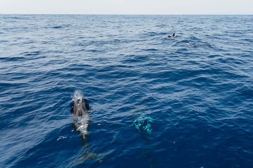 billede nr.2 af aktiviteten Costa Adeje: Hvalsafari med katamaran og drikkevarer i Costa Adeje, uploadet af udbyder