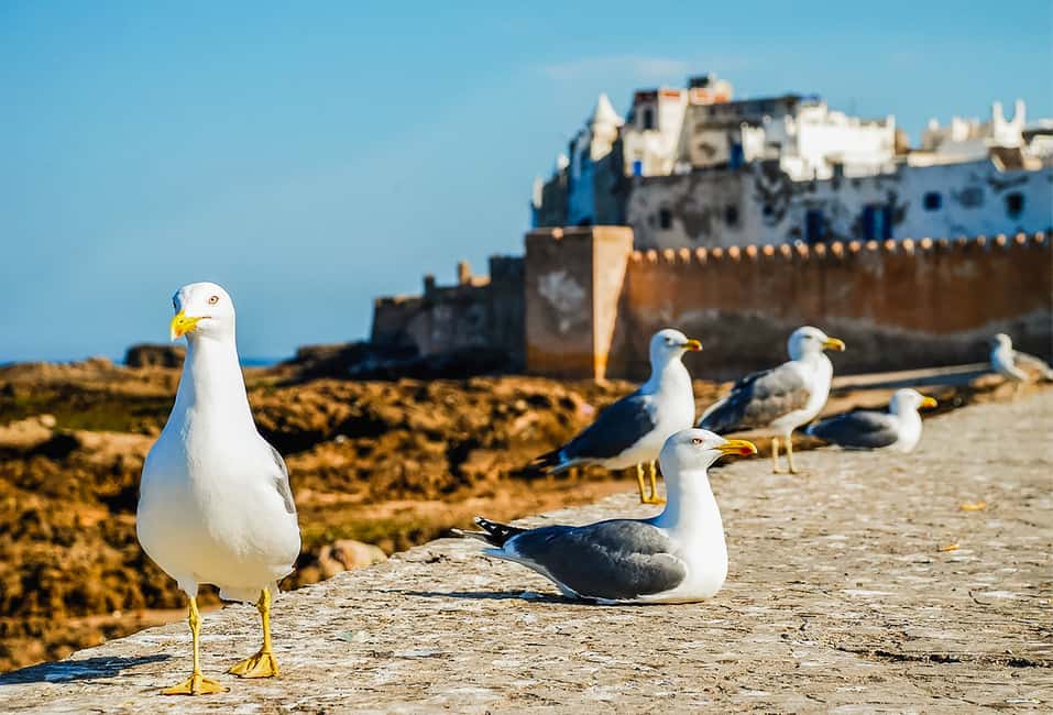 Immagine nº 3 di Da Marrakech: Escursione di una giornata intera a Essaouira attività a Essaouira, caricata dal fornitore