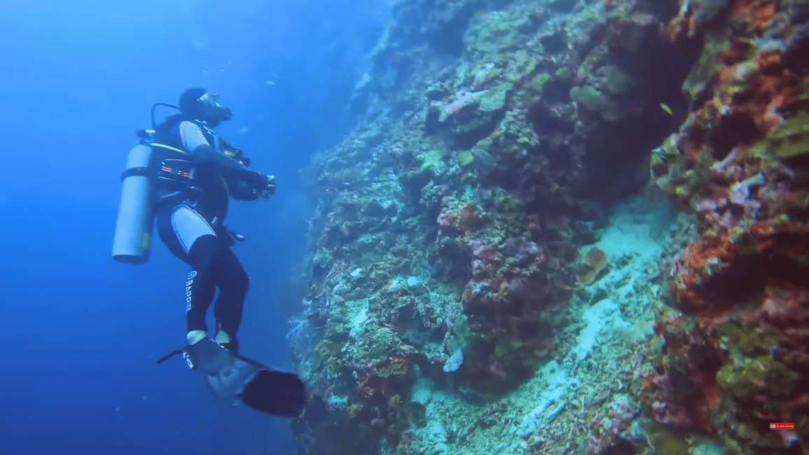 image n.13 of Moalboal : Scuba Diving Sardine Run and Turtle Chasing activity in Moalboal, uploaded by supplier