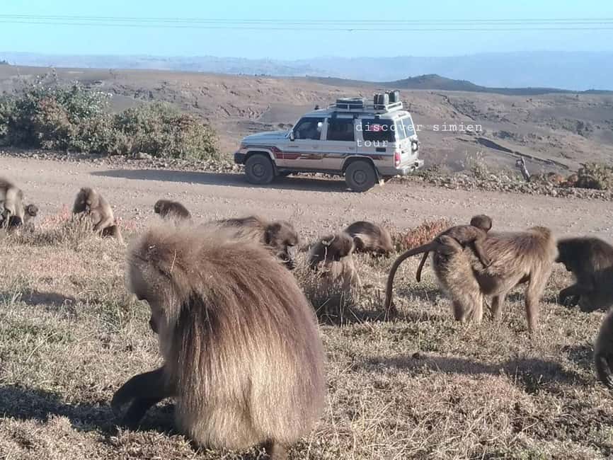 image n.9 of From Gondar: 2-Day Simien Mountains Trekking Tour activity in Gondar, uploaded by supplier