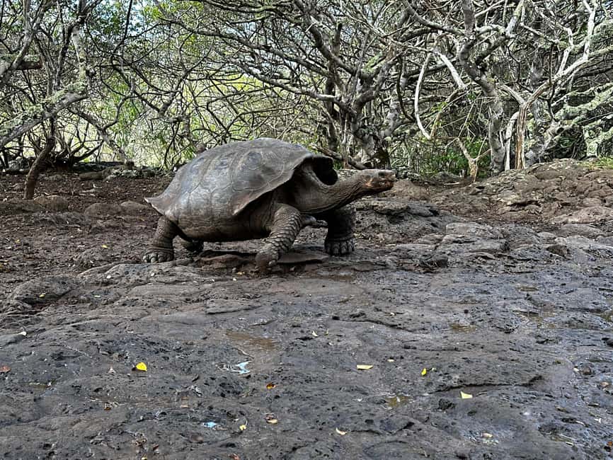 image n.8 of Puerto Ayora: The Galapagos Giant Tortoise Shared Experience activity in Galápagos Islands, uploaded by supplier