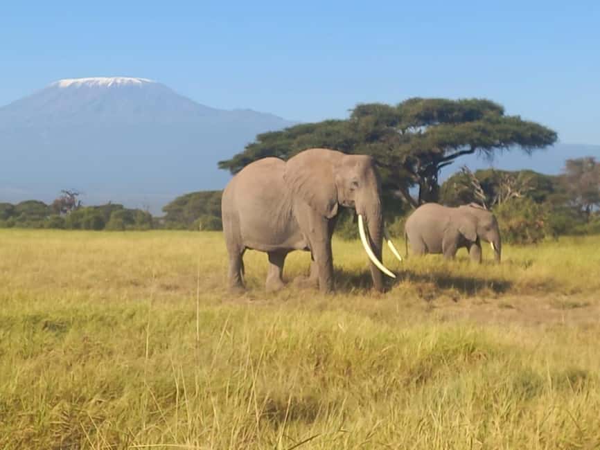 image n.16 of DAY TRIP AMBOSELI NATIONAL PARK FROM NAIROBI BUDGET SAFARI. activity in Central Kenya, uploaded by supplier