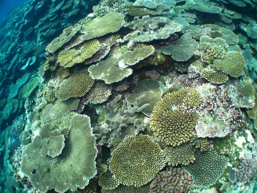 image n.10 of Okinawa: From Naha: Kerama Islands 1-day snorkeling tour activity in Okinawa, uploaded by supplier