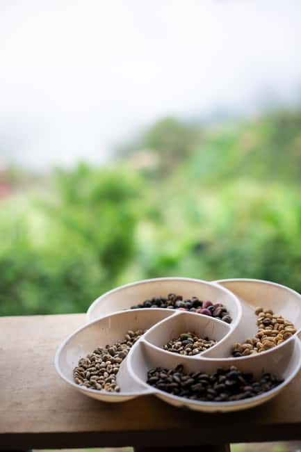 imagem n.25 de Medellín: Tour do café, chegada a cavalo e cana-de-açúcar atividade em Medellín, carregada pelo fornecedor