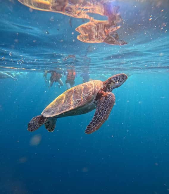 imagem n.1 de Cebu: tubarões-baleia de Oslob, corrida de sardinhas de Moalboal e tartarugas atividade em Cidade de Cebu, carregada pelo fornecedor