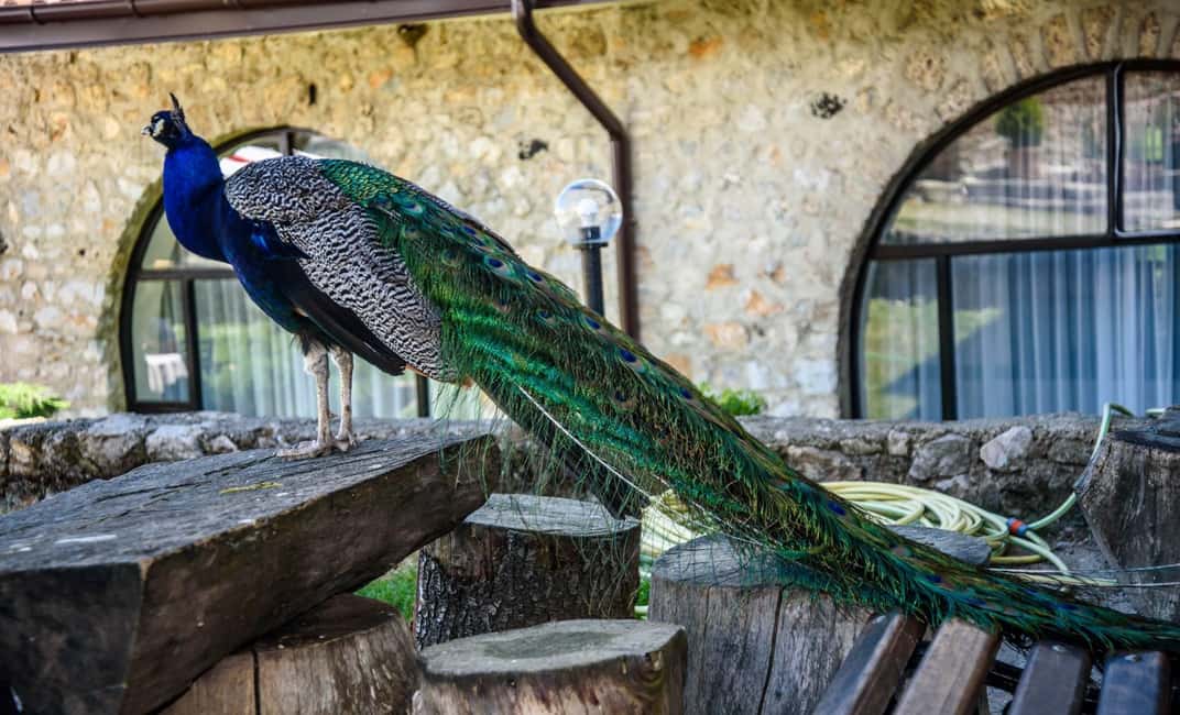 Bild Nr. 6 von Von Ohrid aus: Ganztägige Bootstour zum Kloster von St. Naum Aktivität in Ohrid, hochgeladen vom Anbieter