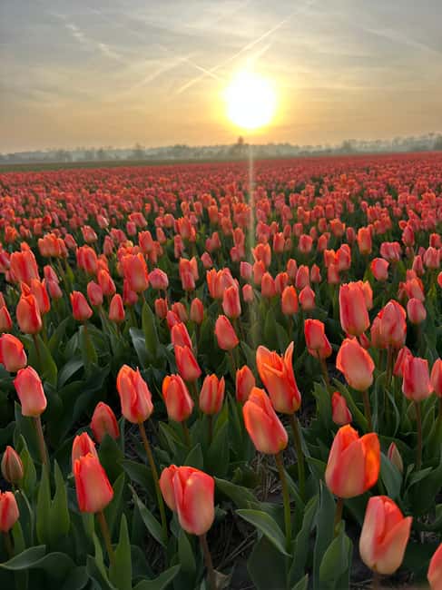 image n.5 of From Lisse: Landrover Tour Around Keukenhof & Flower Fields activity in Lisse, uploaded by supplier