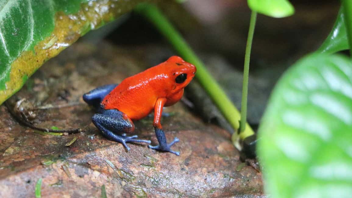 image n.37 of Carara National Park: Best Tour Carara National Park-One Day activity in Puntarenas Province, uploaded by supplier