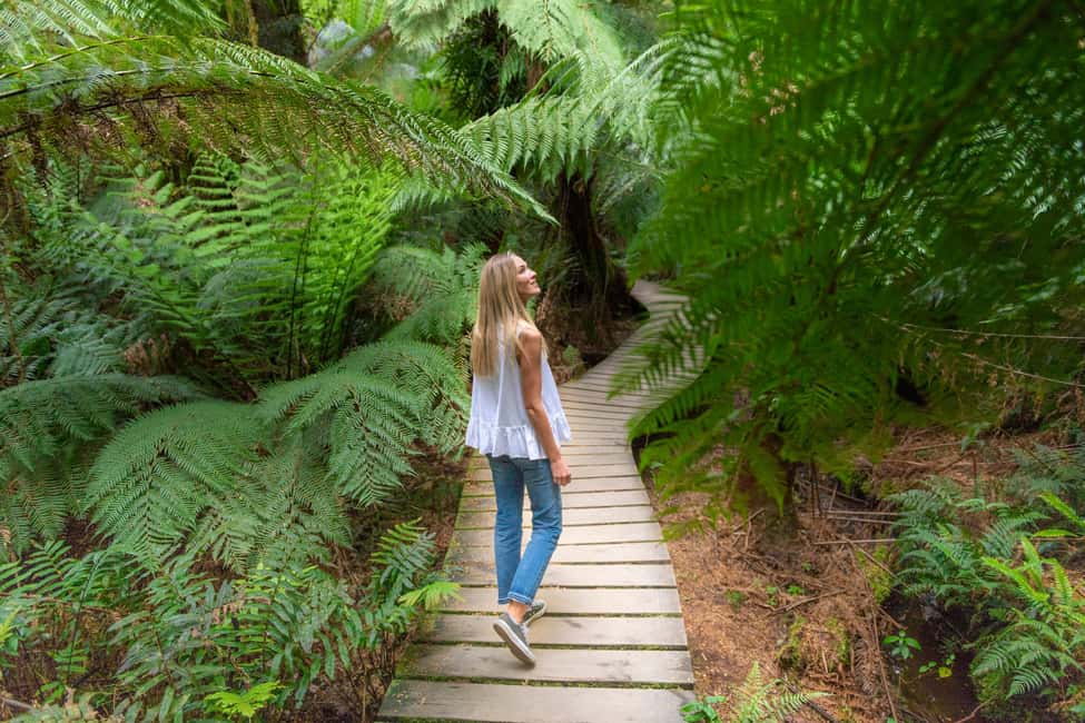 imagem n.11 de Melbourne: Great Ocean Road, 12 Apóstolos e excursão à floresta tropical atividade em Melbourne, carregada pelo fornecedor