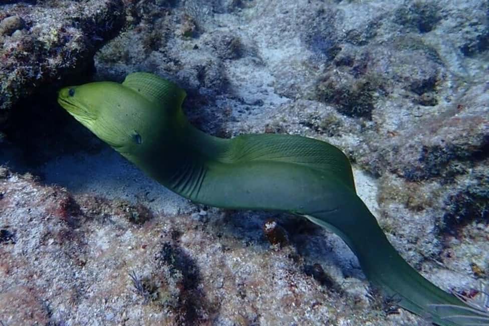 imagen n.º 4 de Cayo Largo: Excursión de snorkel actividad en Cayo Largo, subida por el proveedor
