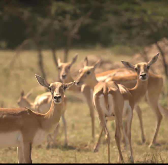 image n.3 of Bishnoi Village :Safari tour activity in Jodhpur, uploaded by supplier