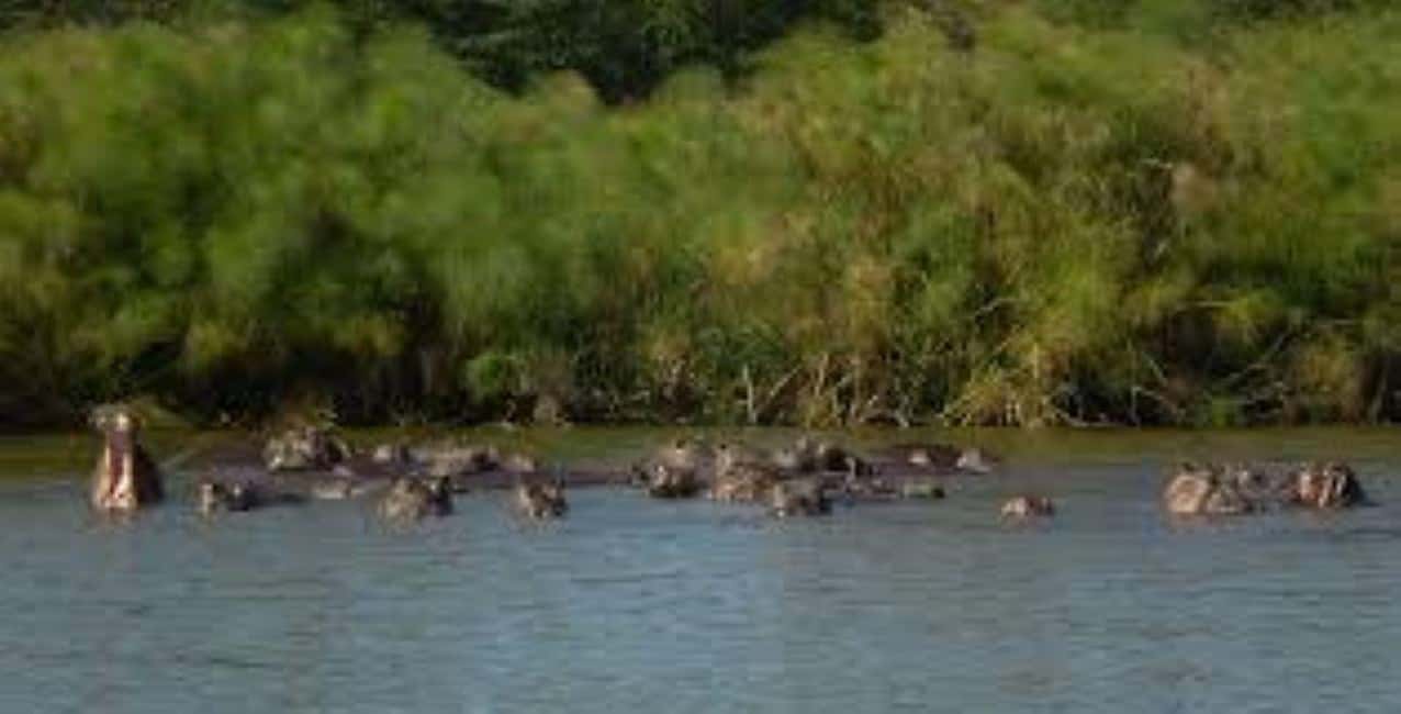 image n.56 of From Nairobi:Full Day Tour to Hell’s Gate National Park activity in Nakuru, uploaded by supplier