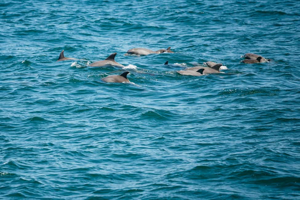 imagen n.º 9 de Cape May: tour de avistamiento de ballenas y delfines en la costa de Jersey actividad en Cape May, subida por el proveedor