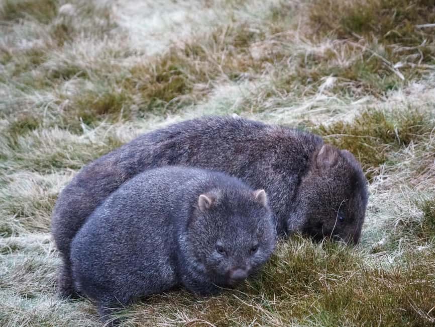 image n.34 of Tasmania: 7-Day West to East Tour activity in Tasmania, uploaded by supplier