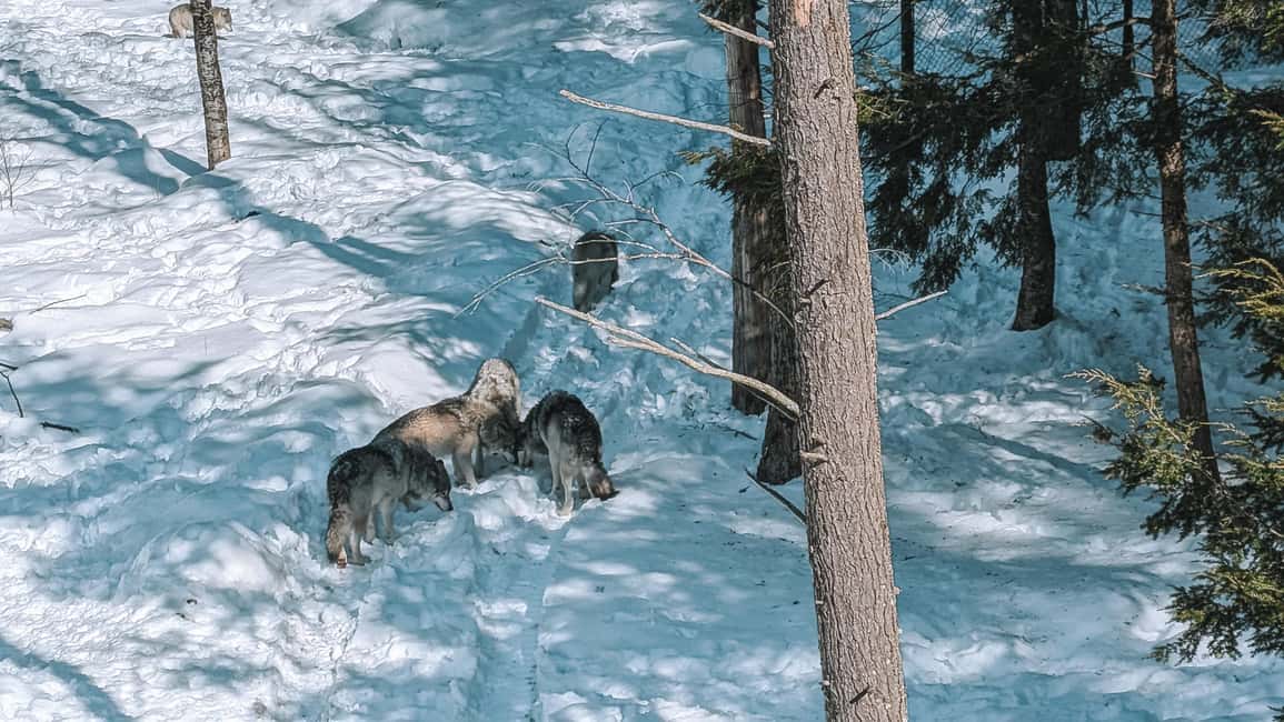 imagem n.6 de Otava: Safari privado de aventura na vida selvagem no Parc Omega atividade em Montebello, carregada pelo fornecedor