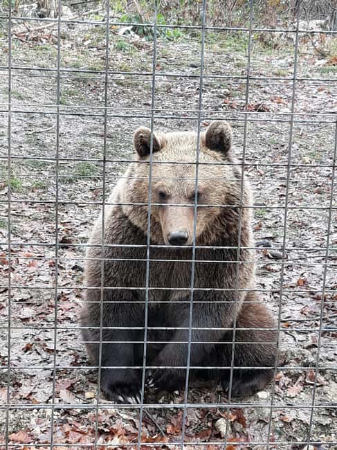 image n.18 of Legends&Wildlife Awaits: Dracula's Castle & Bear Sanctuary activity in Brasov, uploaded by supplier