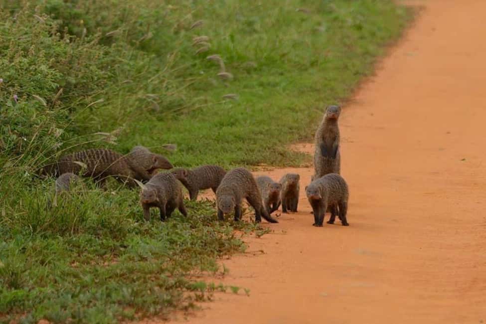 image n.55 of 2-Days Wildlife Safari to Tsavo East & Tsavo West Park activity in Coast Province, uploaded by supplier