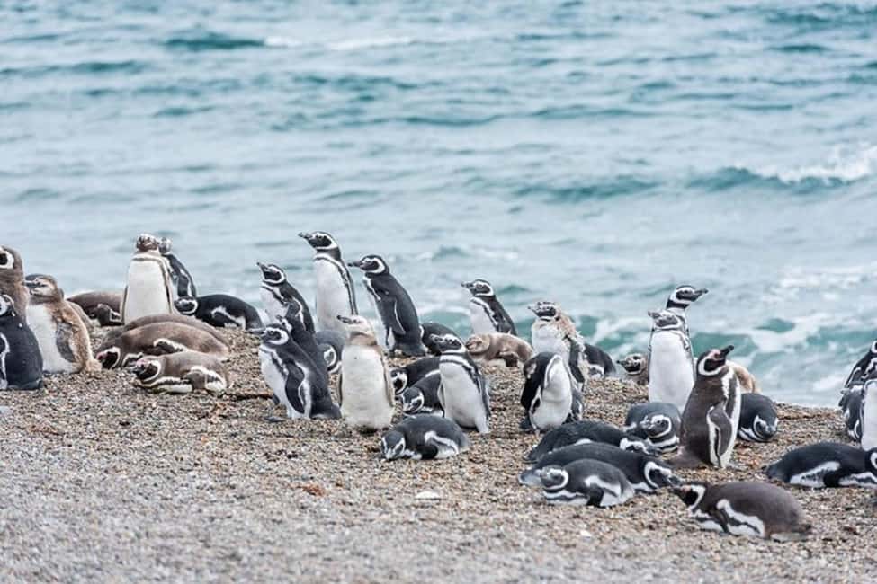 image n.1 of Cruise Shore Exc. Ea San Lorenzo (Penguins) Lunch Included activity in Argentina, uploaded by supplier