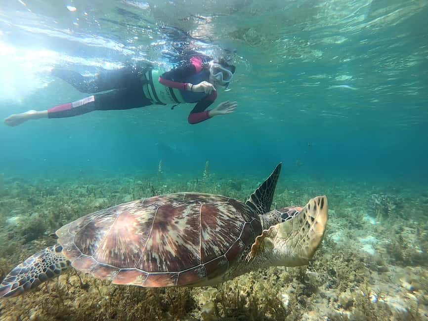 imagem n.12 de Cebu: Nadar com tubarões-baleia, Cascatas de Kawasan e Corrida das Sardinhas de Moalboal atividade em Badian, carregada pelo fornecedor