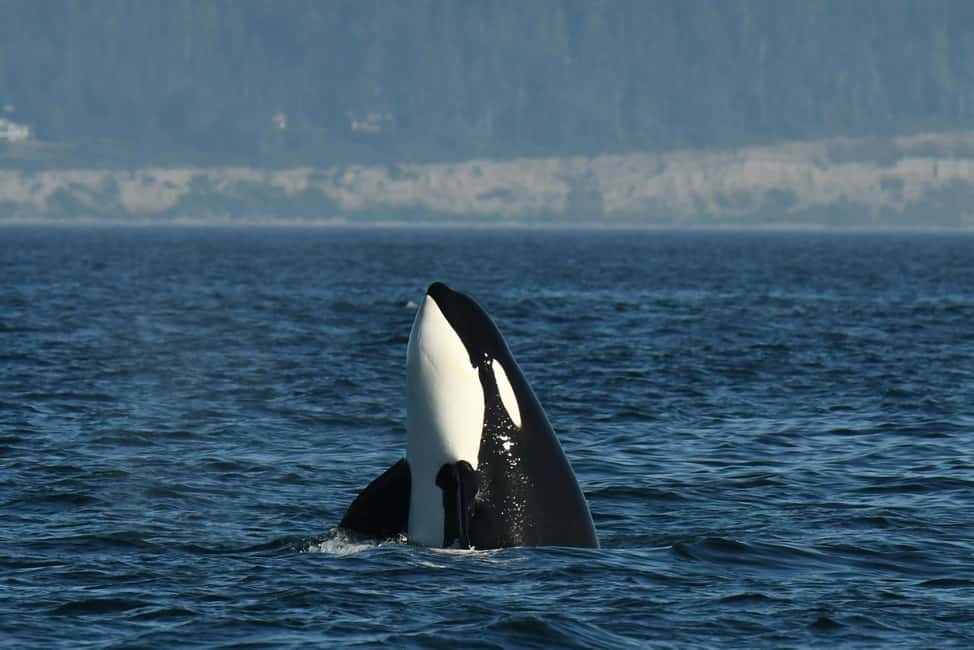 image n.1 of Anacortes: Full Day Whale/Wildlife Tour; Friday Harbor Stop activity in Anacortes, uploaded by supplier