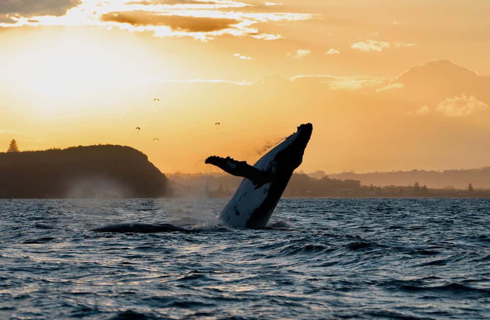 image n.4 of Byron Bay: Whale Watching Cruise with a Marine Biologist activity in New South Wales, uploaded by supplier