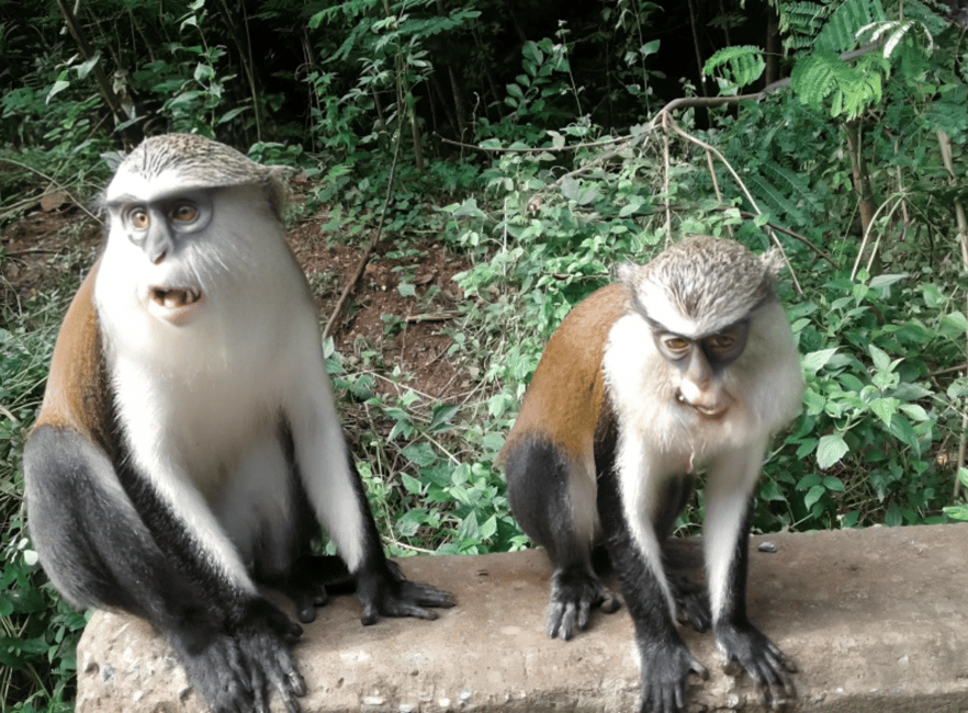 image n.3 of Accra: Wli falls & Mona Monkey Sanctuary activity in Volta Region, uploaded by supplier