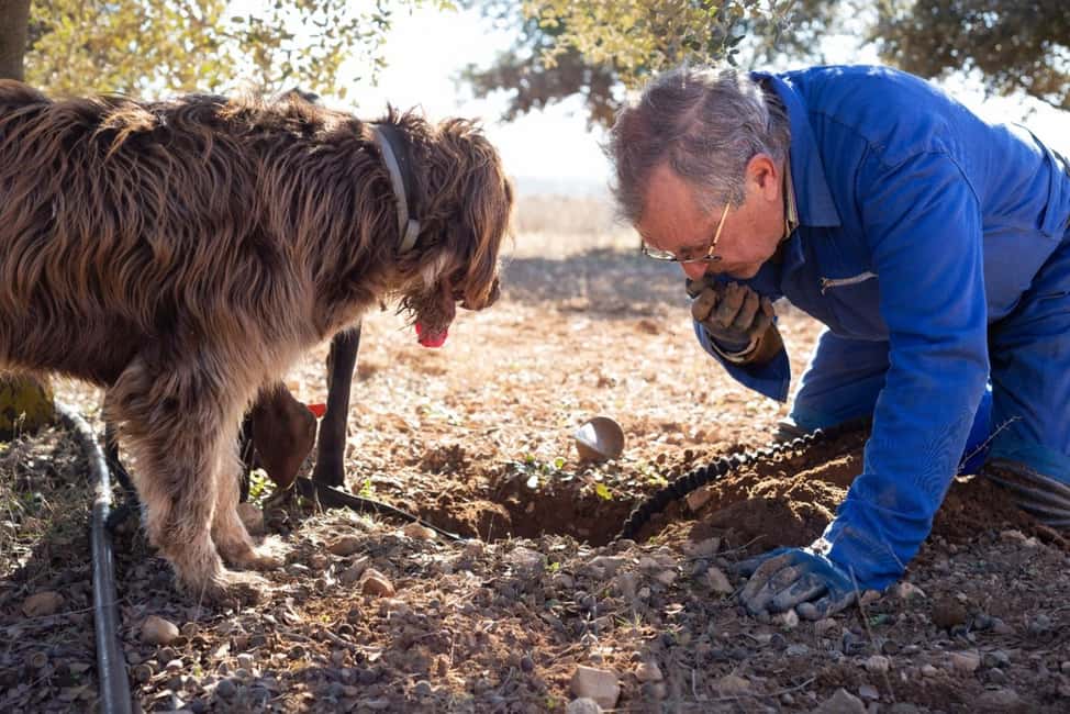 image n.5 of Tuscany: Truffle Hunting and Meal at a Winery activity in Florence, uploaded by supplier