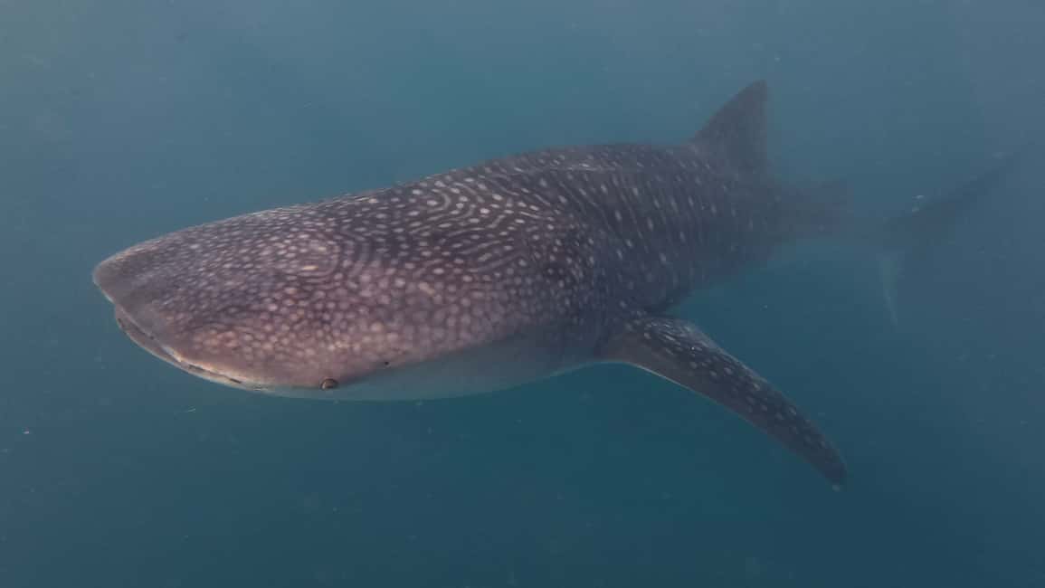 imagem n.6 de Cebu Oslob WhaleShark,Inambakan Falls& Moalboal Sardines Run atividade em Oslob, carregada pelo fornecedor