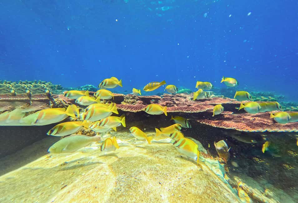 billede nr.19 af aktiviteten Privat charterbåd rundt i snorkelparadiset Koh Tao i Ko Tao, uploadet af udbyder
