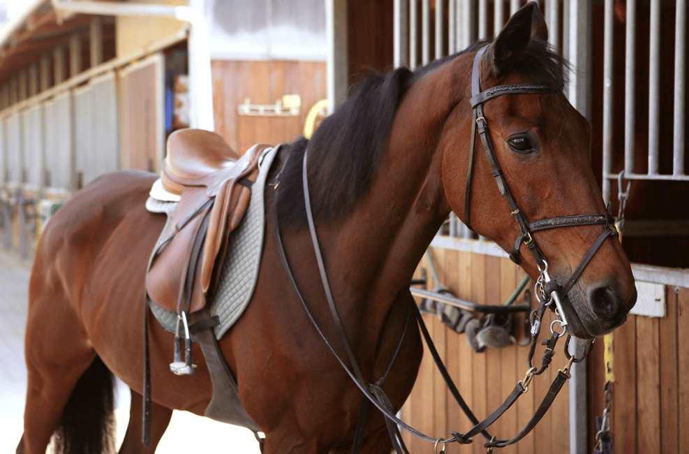 image n.2 of Baku: Horse Riding Club activity in Baku, uploaded by supplier