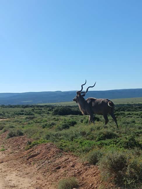 image n.6 of Addo Elephant Park and Kragga Kamma Game Park Combo activity in Gqeberha, uploaded by supplier