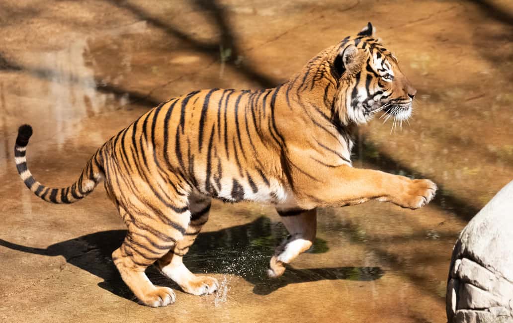 Immagine nº 8 di New Orleans: Biglietto per lo zoo di Audubon e opzione combinata attività a New Orleans, caricata dal fornitore