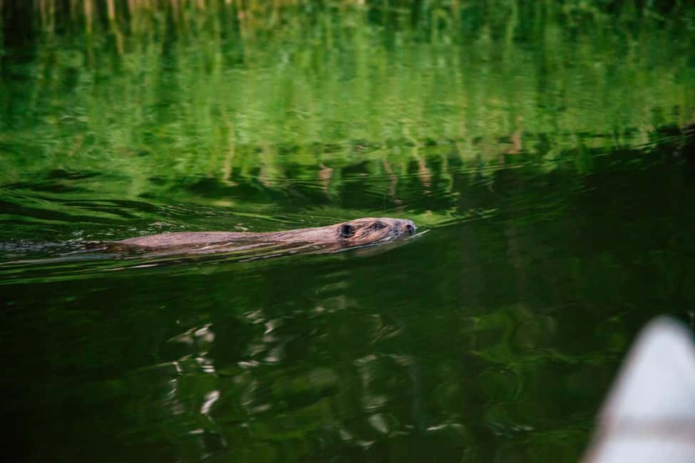 image n.4 of Stockholm: Sunset Canoe Beaver Safari & BBQ on Island activity in Vaxholm, uploaded by supplier