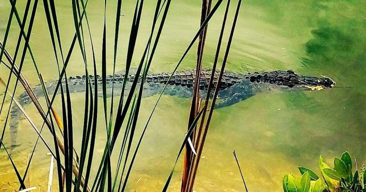 imagen n.º 3 de Cayos de Florida: Excursión de un día a los Encuentros en el Acuario con almuerzo actividad en Marathon, Florida, subida por el proveedor