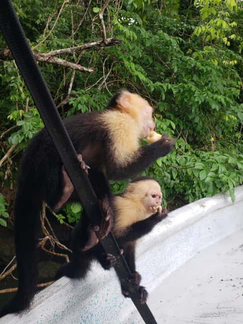 image n.8 of Monkey Island and Indian Village Tour activity in Panama Province, uploaded by supplier
