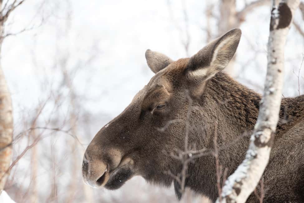 image n.1 of Abisko: Wilderness Snowshoe Hike activity in Norrbotten County, uploaded by supplier