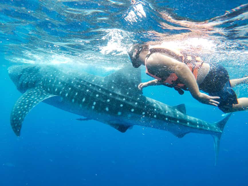 Bild Nr. 6 von Walhai-Abenteuer von Isla Mujeres aus Aktivität in Cancún, hochgeladen vom Anbieter