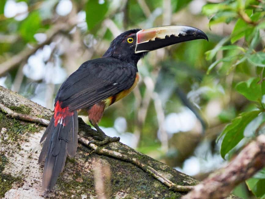 image n.14 of Carara National Park: Best Tour Carara National Park-One Day activity in Puntarenas Province, uploaded by supplier