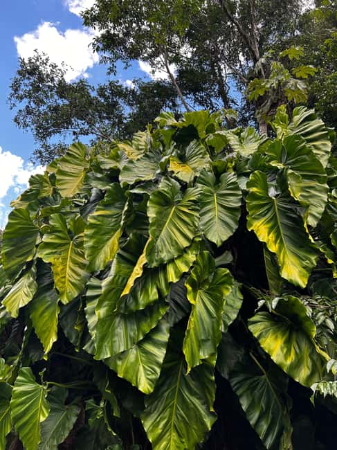 billede nr.10 af aktiviteten El Yunque Rainforest: Vandfald, vandrutsjebaner og reb-sving i Río Grande, Puerto Rico, uploadet af udbyder