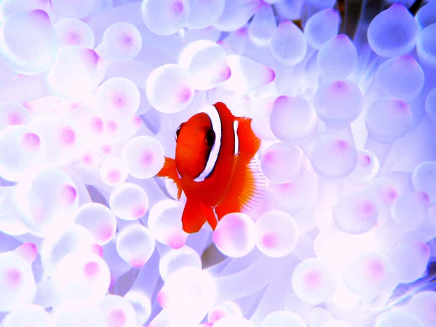image n.5 of Okinawa:Naha:Kerama Island Experience １Dive and Snorkeling activity in Okinawa, uploaded by supplier