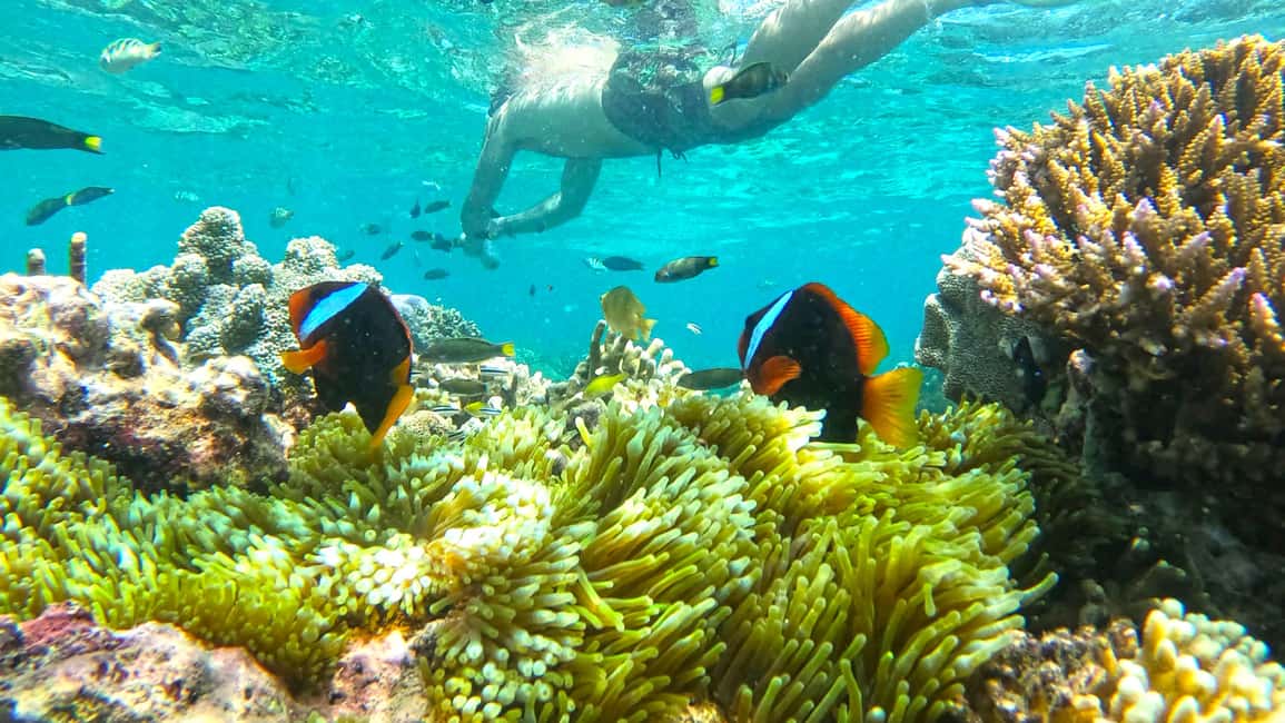 Obraz nr 11 z atrakcji Ekskluzywna jednodniowa wycieczka na różową plażę Lombok i 3 Gilis w Indonezja, przesłany przez organizatora